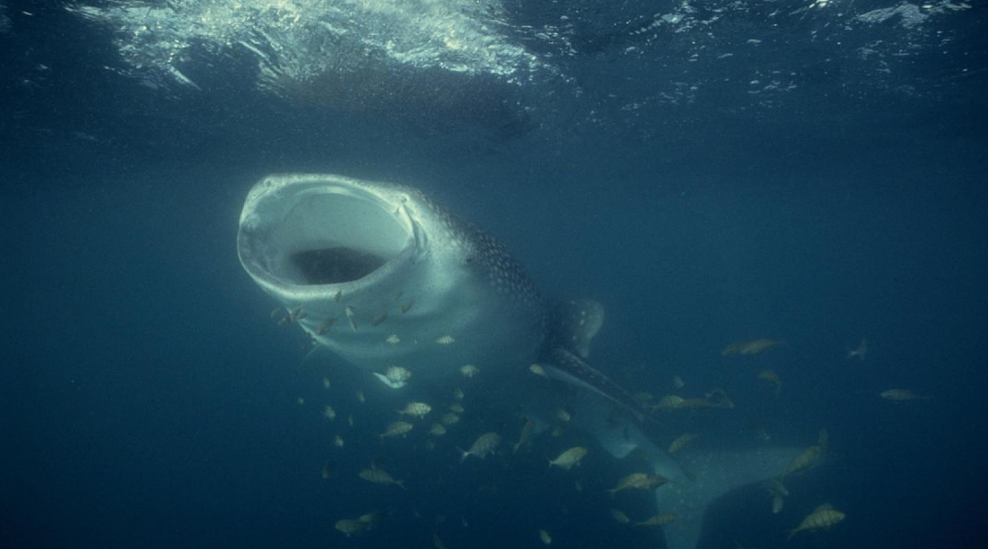 5 interesting facts about whale sharks | WWF